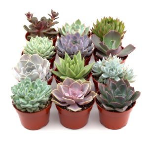 Rosette Succulent Variety Packs - 12 Pack